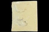 Cretaceous Fossil Shrimp + Partial Fish - Lebanon #123929-1